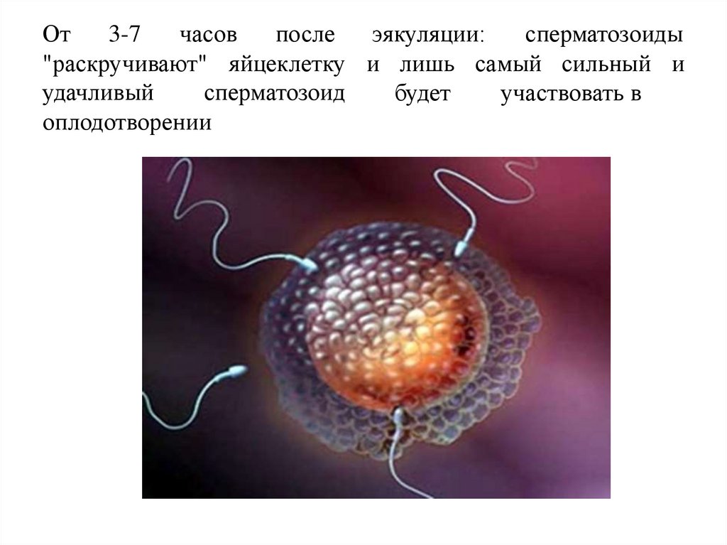 Яйцеклетка женщины. Яйцеклетка животных. Сперматозоид и яйцеклетка. Сперматозоиды атакуют яйцеклетку. Генетический материал яйцеклетки.