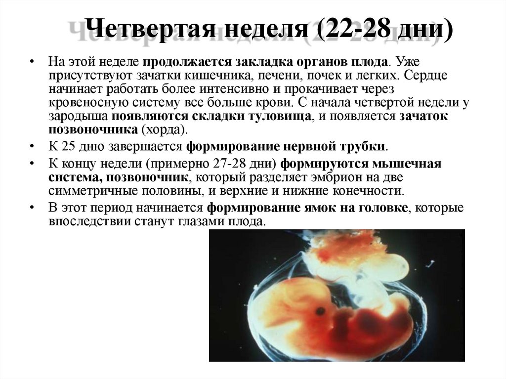 120 день беременности. 4 Недели и 4 дня беременности. Физиологическая беременность.