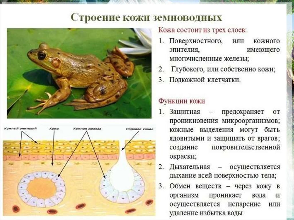 Кожа пресмыкающихся в отличие от кожи. Наружное строение амфибии. Анатомия земноводного лягушки. Земноводные внешнее строение лягушки. Строение амфибий.