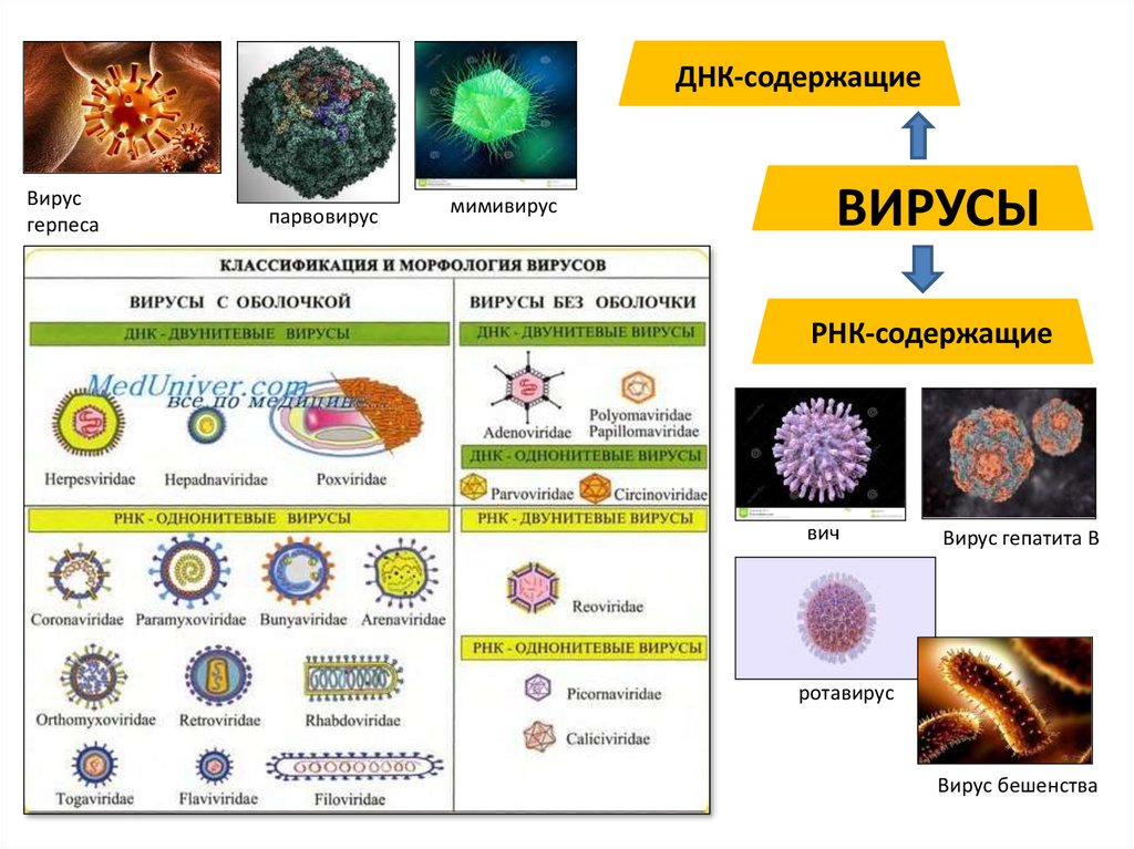 Ви́рус (лат. virus — яд) — неклеточный инфекционный агент - презентация ...