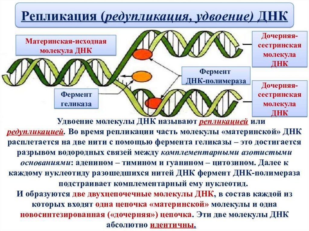 Вирусная нуклеиновая кислота. Удвоение (репликация) молекул ДНК. Ферменты редупликации ДНК. ДНК полимераза в репликации ДНК. Репликация или редупликация.
