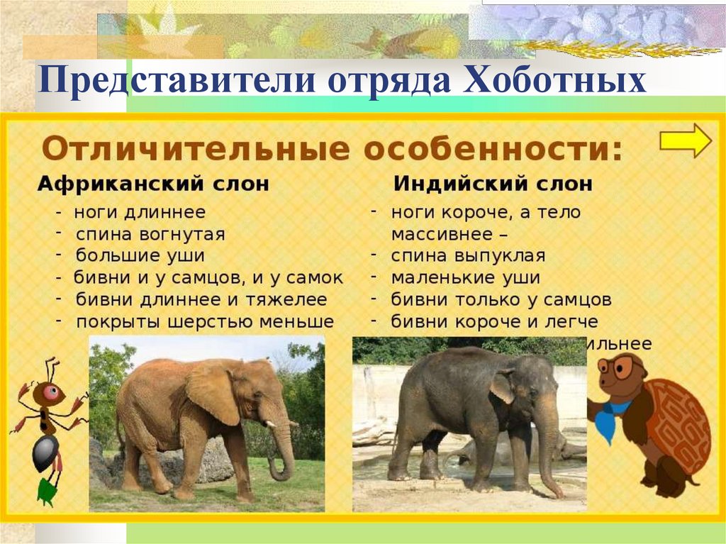 Африканские и индийские слоны 1 класс. Отличие африканского слона от индийского. Отличие африканского слона от индийского слона. Африканский и индийский слоний. Африканский и индийский слон различия.