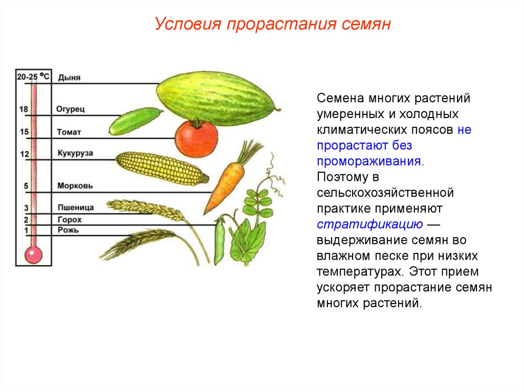 Характеристика семени огурца. Температура прорастания семян таблица. Строение овощей. Оптимальная температура прорастания. Прорастание семян однодольных и двудольных растений.