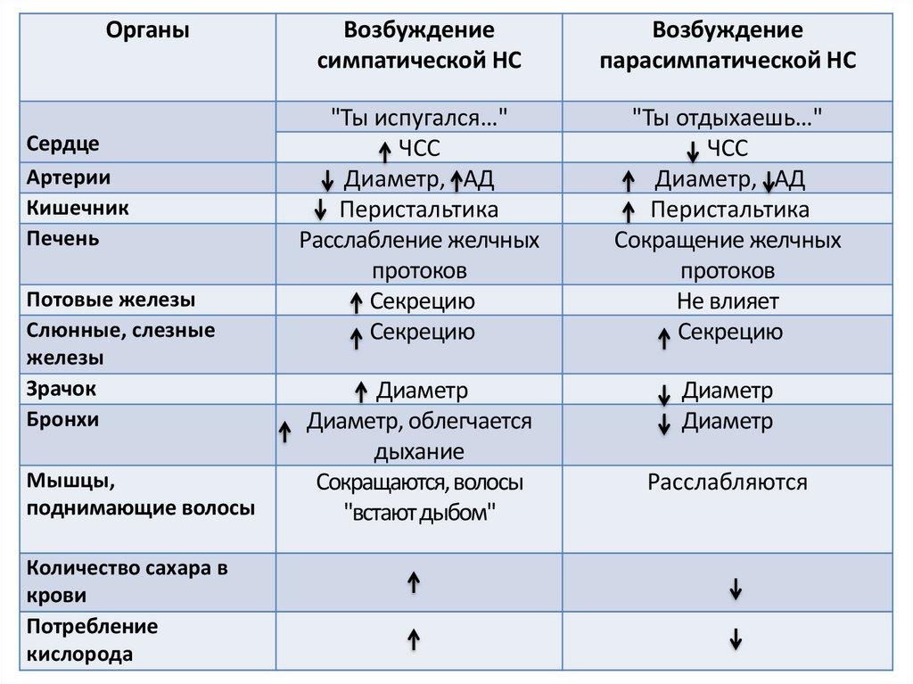 Автономный отдел нервной системы презентация 8 класс