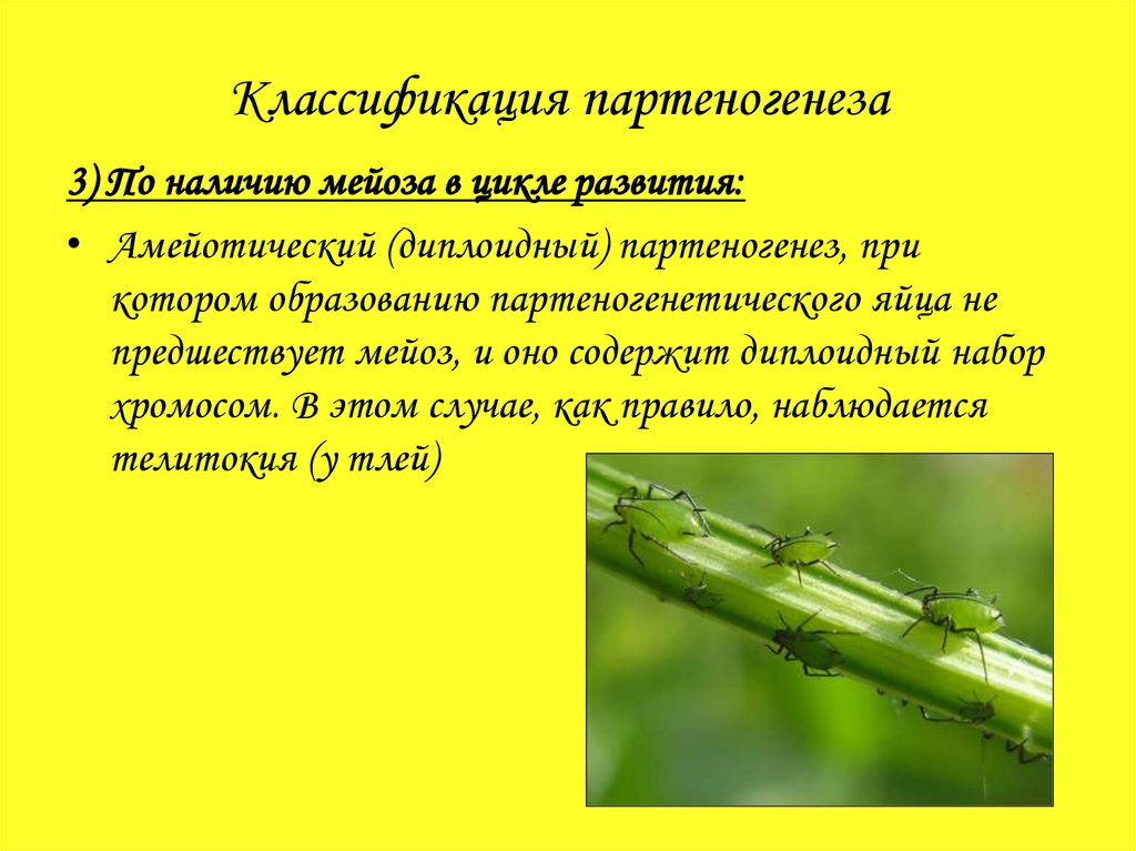 Диплоидный партеногенез. Классификация партеногенеза. Партеногенез презентация. Партеногенез у растений. Партеногенез у водорослей.