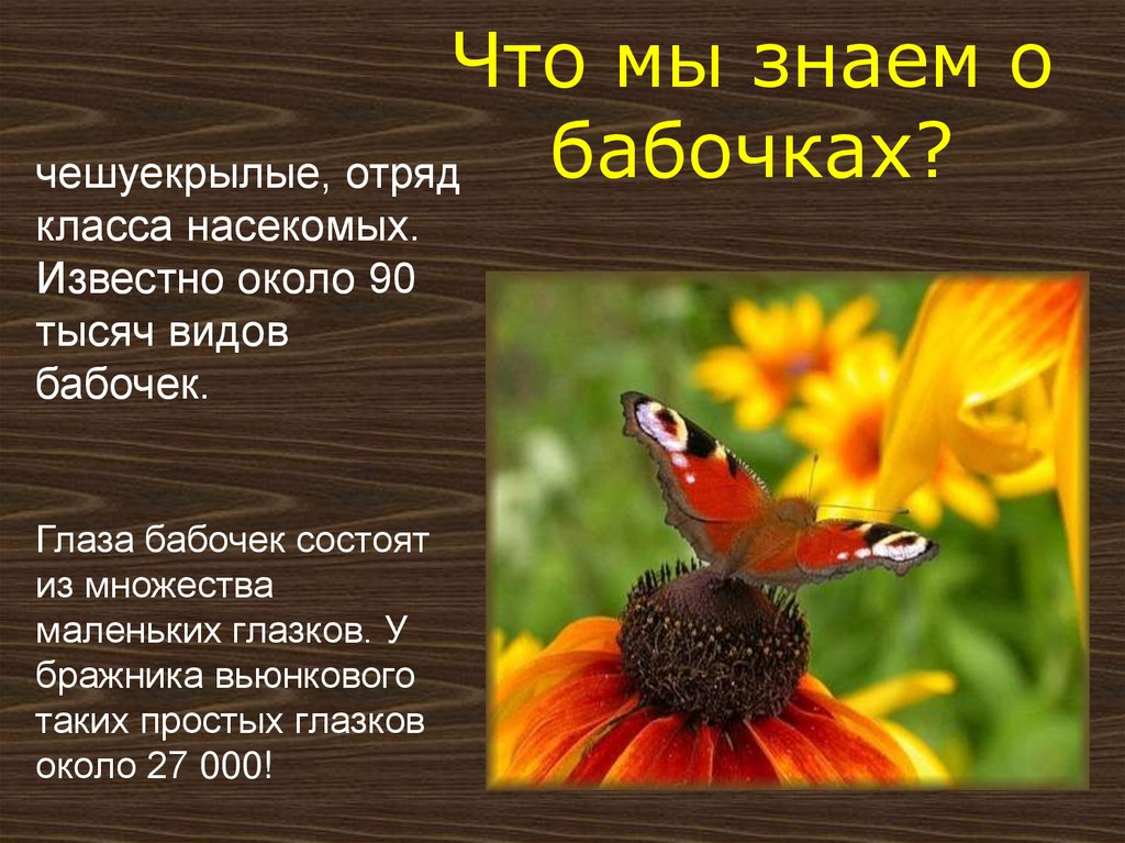Что мы знаем о бабочках?