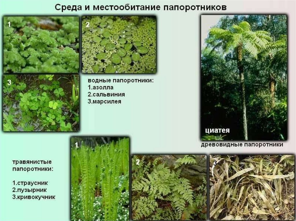 Три примера папоротниковых растений