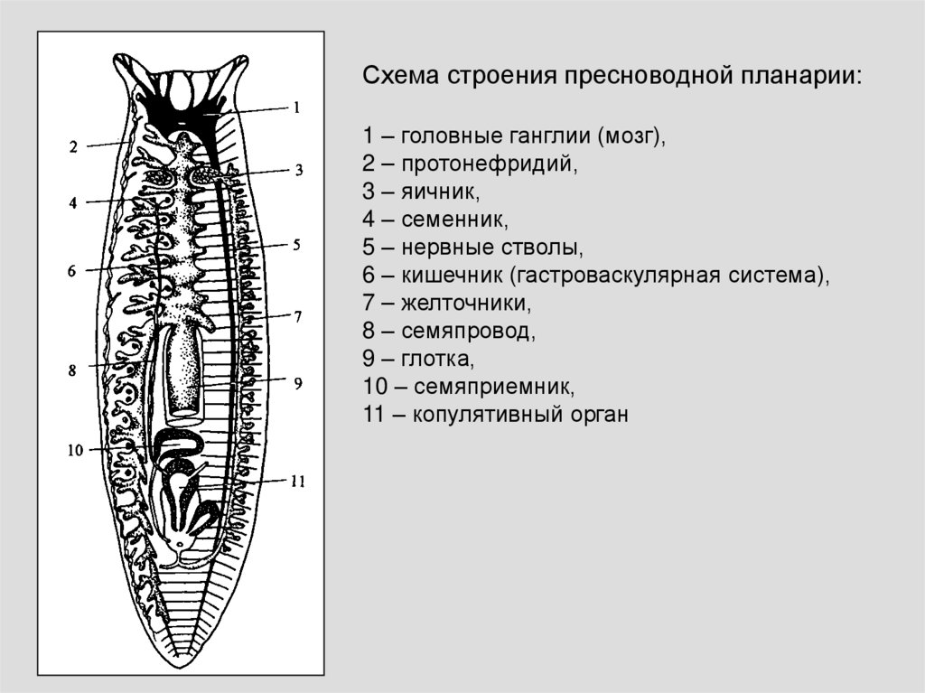 Белая планария система. Выделительная система турбеллярий. Планария строение. Строение ресничных червей. Бескишечные турбеллярии.