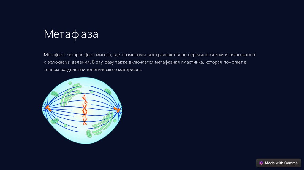 Митоз и амитоз - презентация онлайн