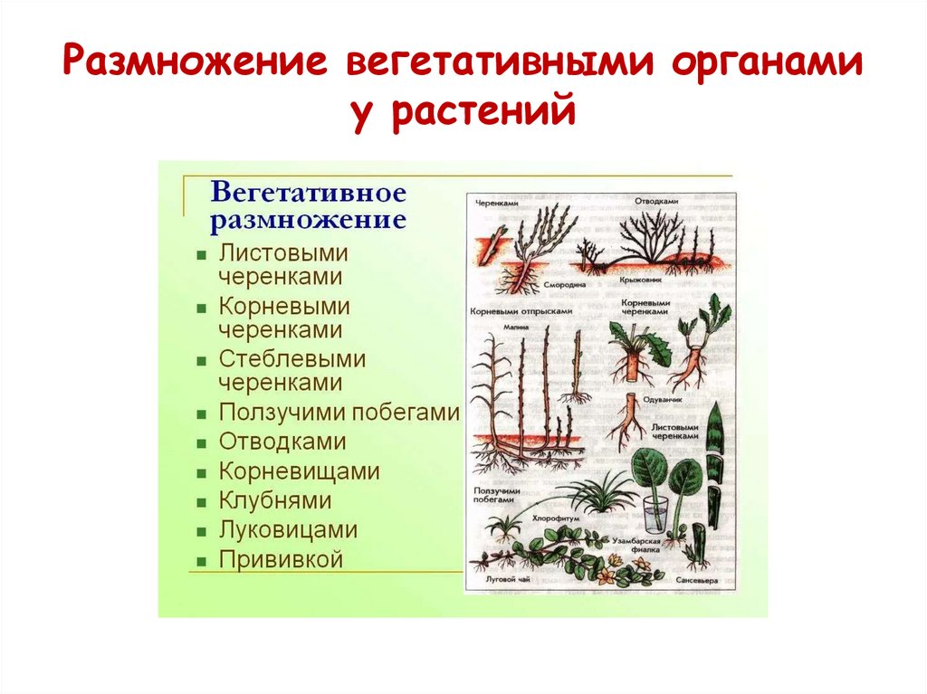 Вегетативные организмы примеры