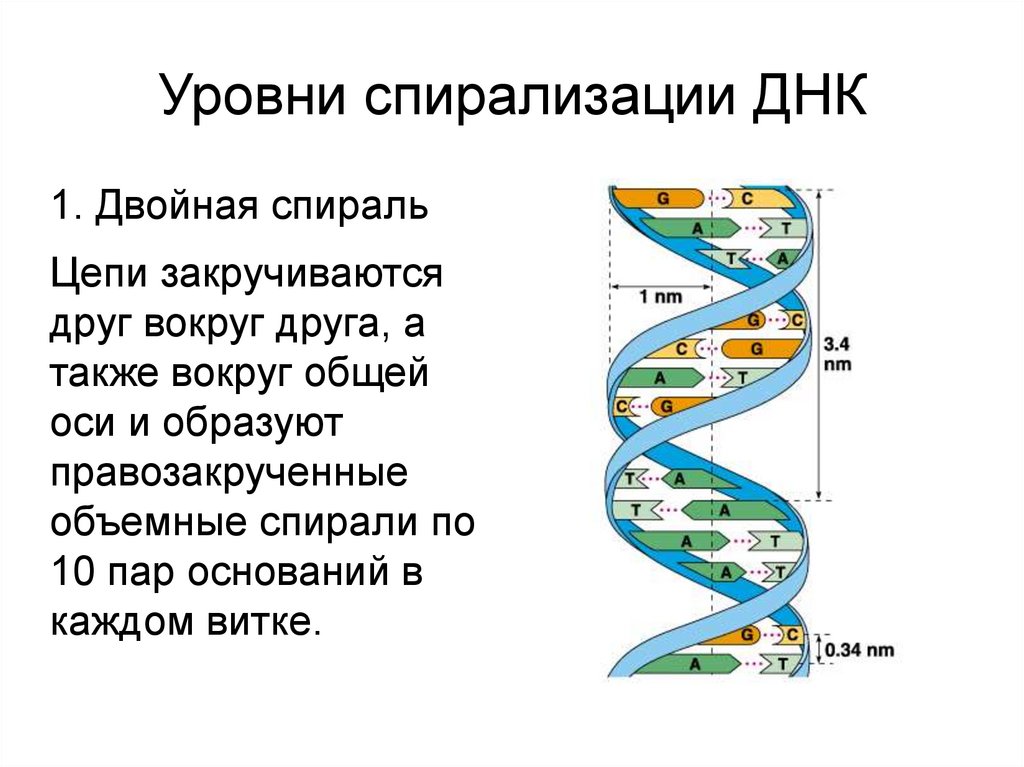 Уровни спирализации ДНК
