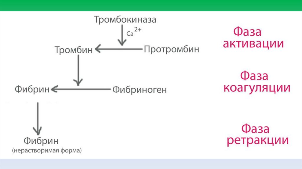 Этапы свертывание крови - презентация онлайн