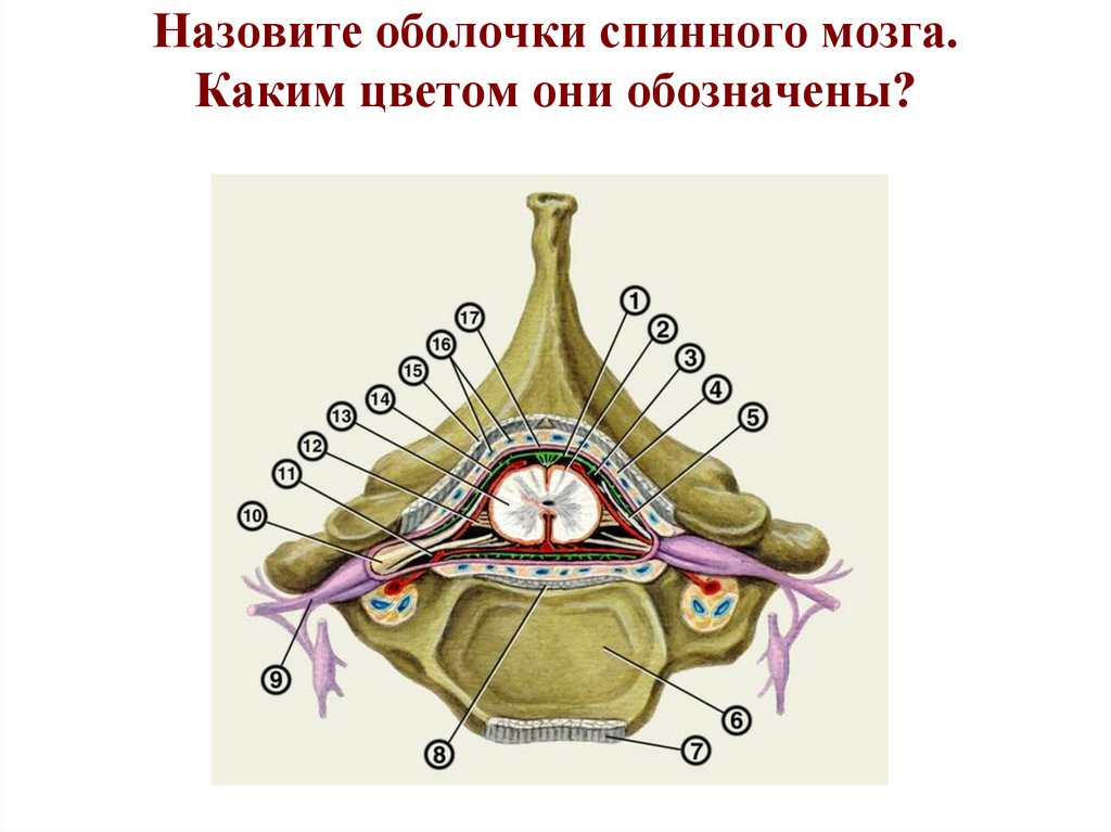 Как называется оболочка