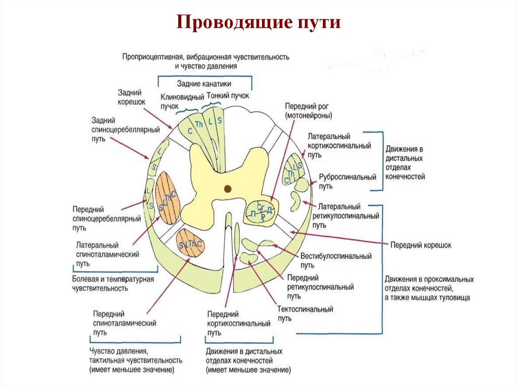 4 проводящие пути