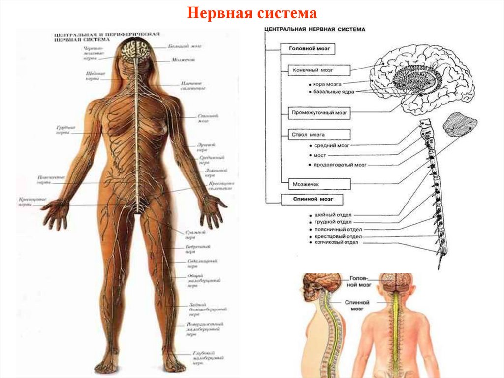 Нервная система делится на центральную и. Функциональная анатомия нервной системы. Функциональная система с внутренним звеном саморегуляции.