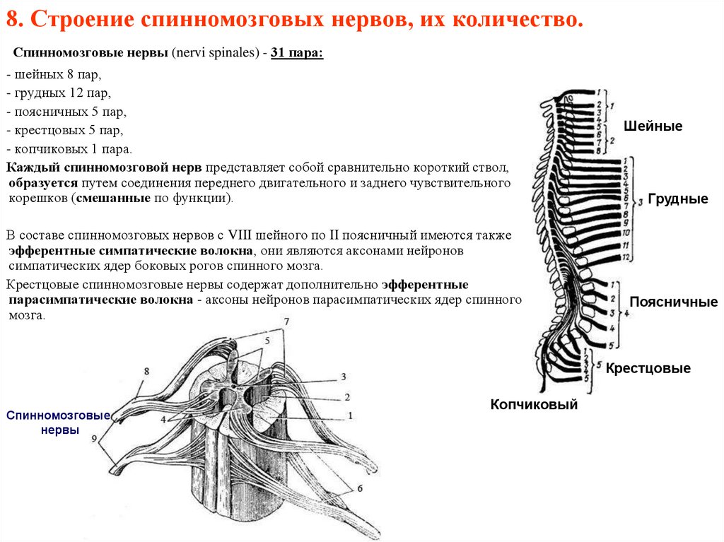 Ветвь спинномозгового нерва участвующая в образовании сплетений. Задние ветви спинномозговых нервов. Задние ветви шейных спинномозговых нервов. Ствол спинномозгового нерва. Задние ветви спинномозговых нервов распределение.