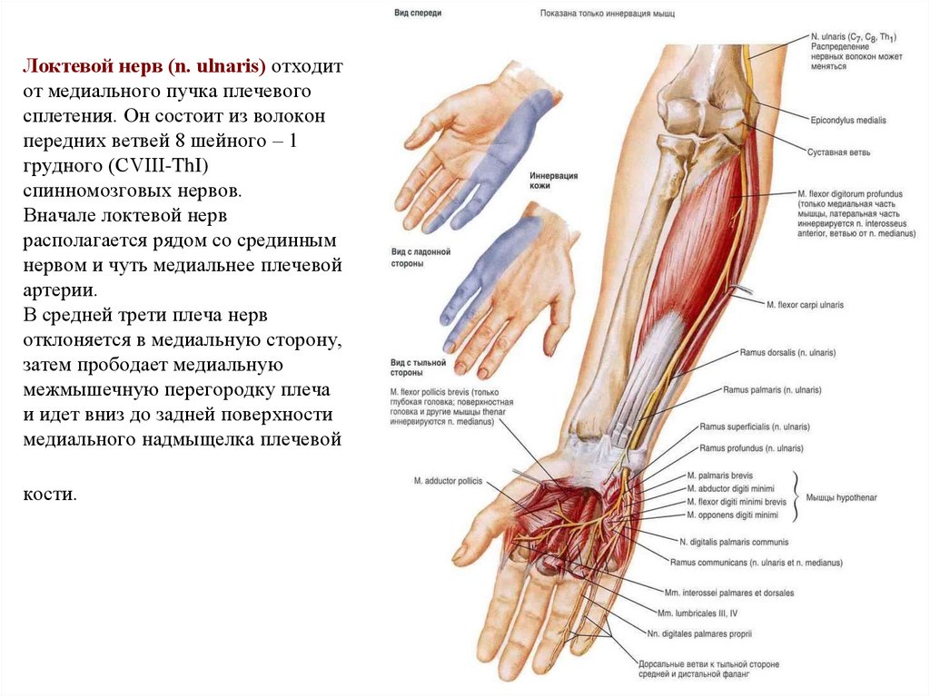 Нервы медиального пучка плечевого сплетения