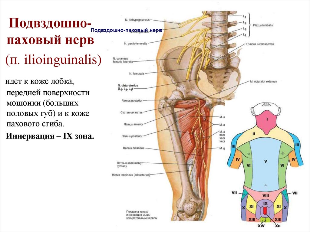 Бедренный нерв латынь. Подкожный нерв бедра. Латеральный кожный нерв бедра. Латкралтнфй кожный нервбедра.