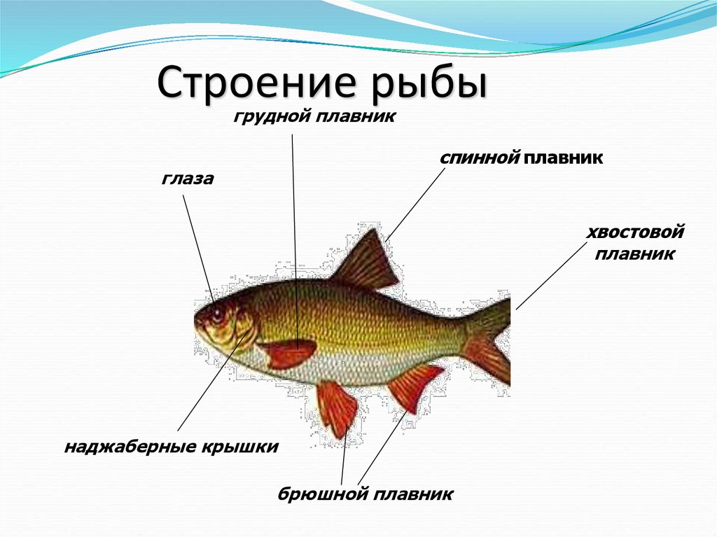 Особенности внутреннего строения щуки. СТРЕОНИЕ РБВ. Строение рыбы. Внутреннее строение рыбы. Внешнее строение рыбы.