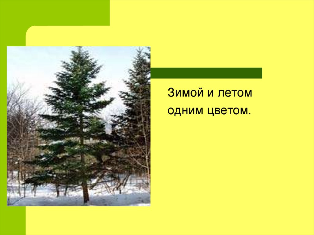 Ответ был елка. Зимой и летом одним цветом. Зимой и летом одним цветом загадка. Зимой и летом 1 цветом елка. Загадки по типу зимой и летом одним цветом.
