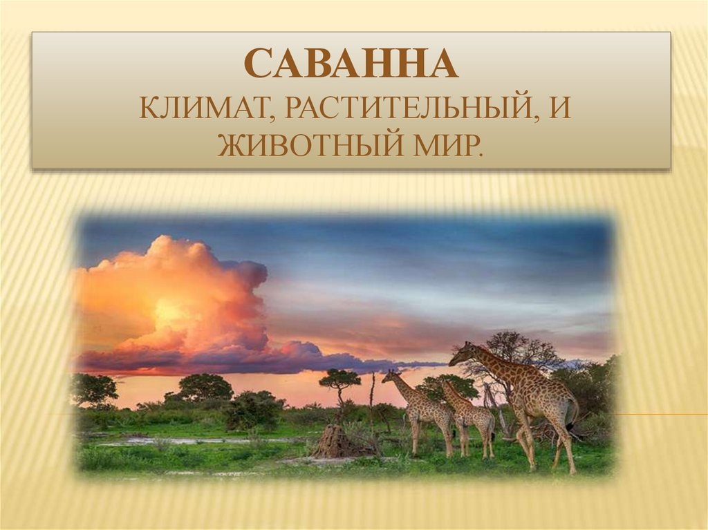 Саванны климат температура. Саванны презентация. Климат саванны. Саванна през. Саванна климат растения животные.