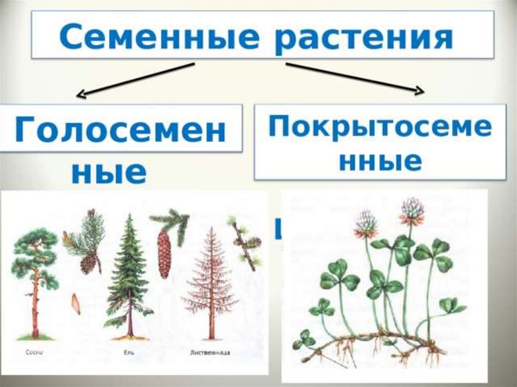Семенные растения примеры 6 класс. Высшие семенные растения. Семенные растения Голосеменные растения. Голосеменные высшие семенные растения. Покрытосеменные семенные растения.