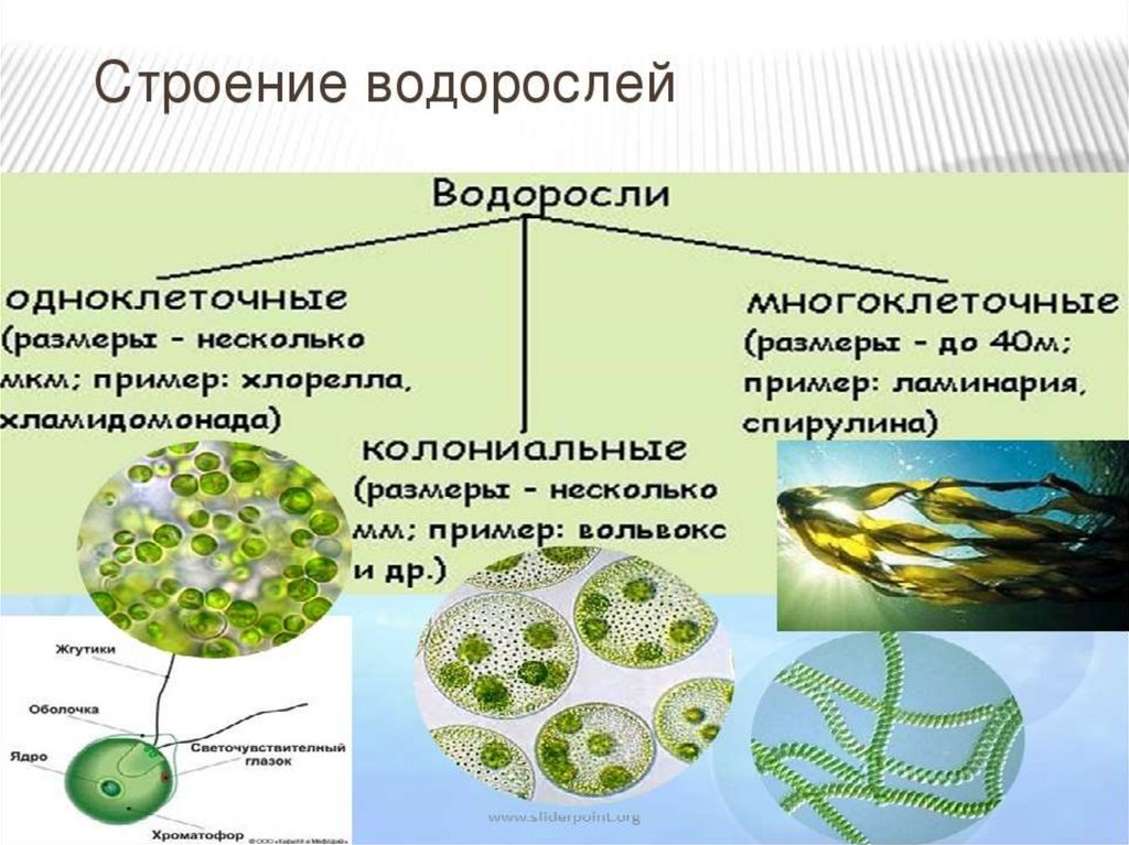 Клетки водорослей образованы. Многоклеточные водоросли строение клетки. Строение таллома зеленых водорослей. Схема одноклеточной водоросли. Строение многоклеточных водорослей.