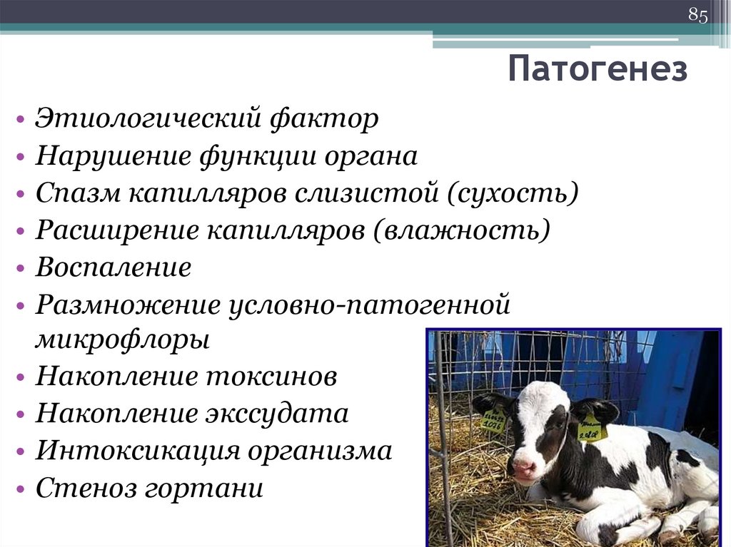 Нарушение факторов. Этиологический фактор экссудата. Этиологические факторы заболевания органов дыхания у молодняка. Этиологические факторы фото.