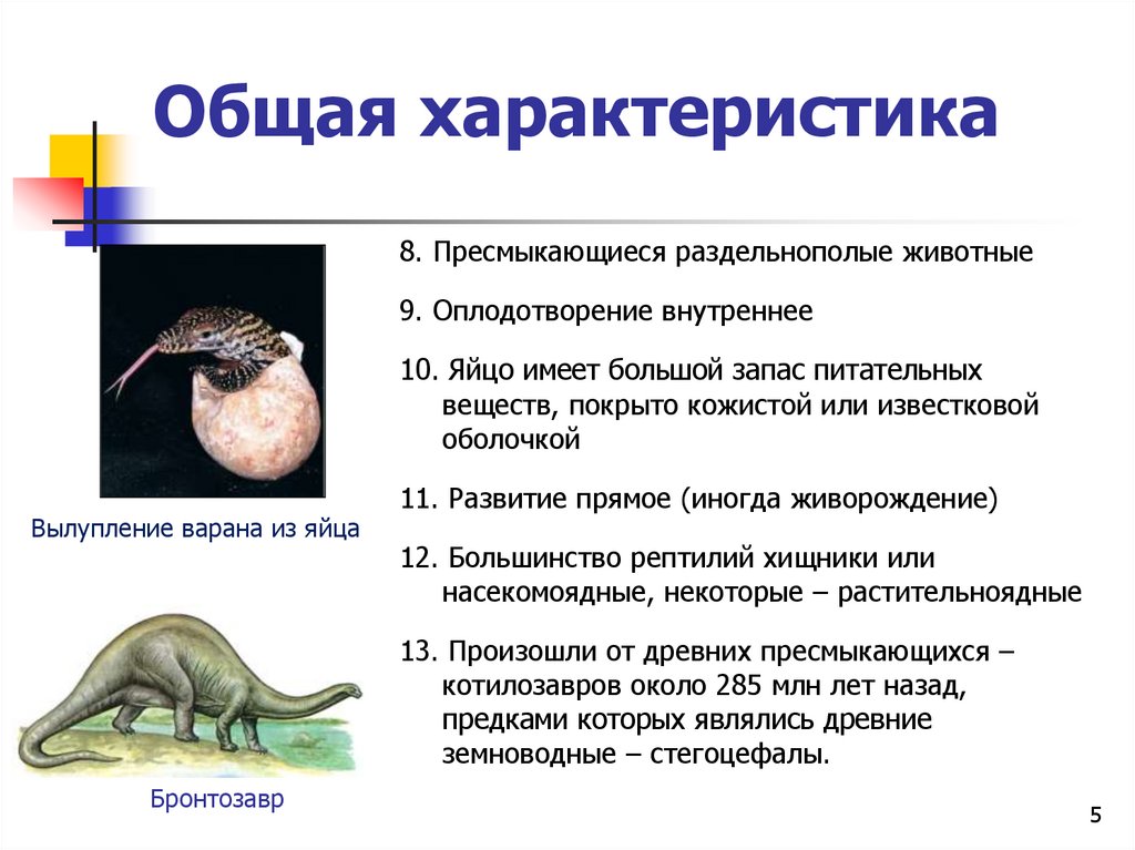 Общими признаками рептилий являются. Класс пресмыкающиеся или рептилии. Пресмыкающиеся или рептилии общая характеристика. Класс рептилии общая характеристика ю.
