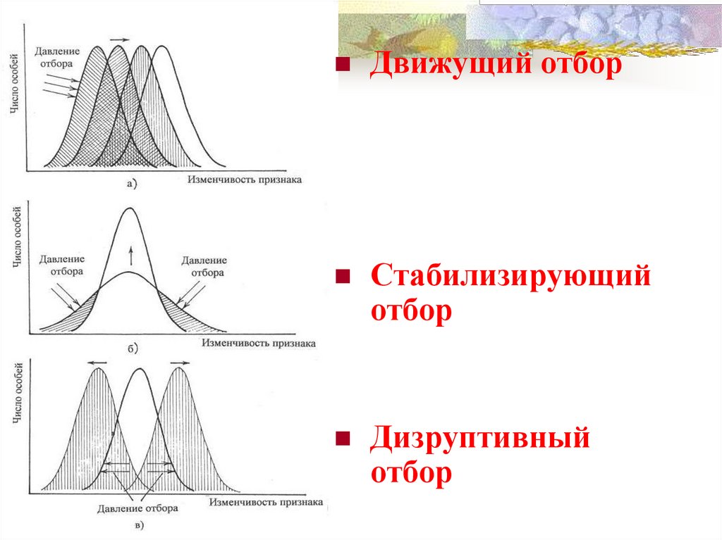 Схема какой формы естественного отбора представлена на рисунке