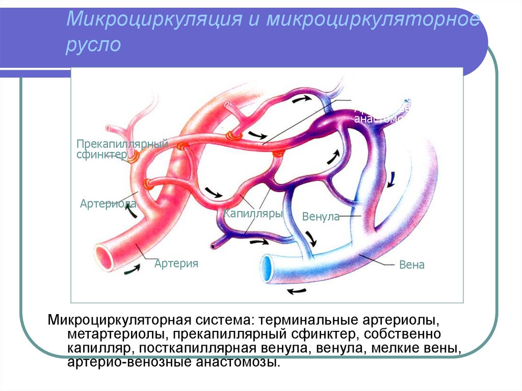 Капилляры функции