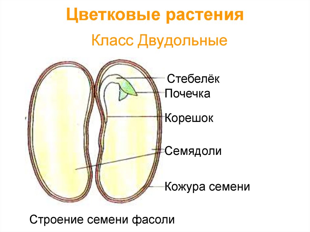 Назовите плод разрез которого изображен на рисунке