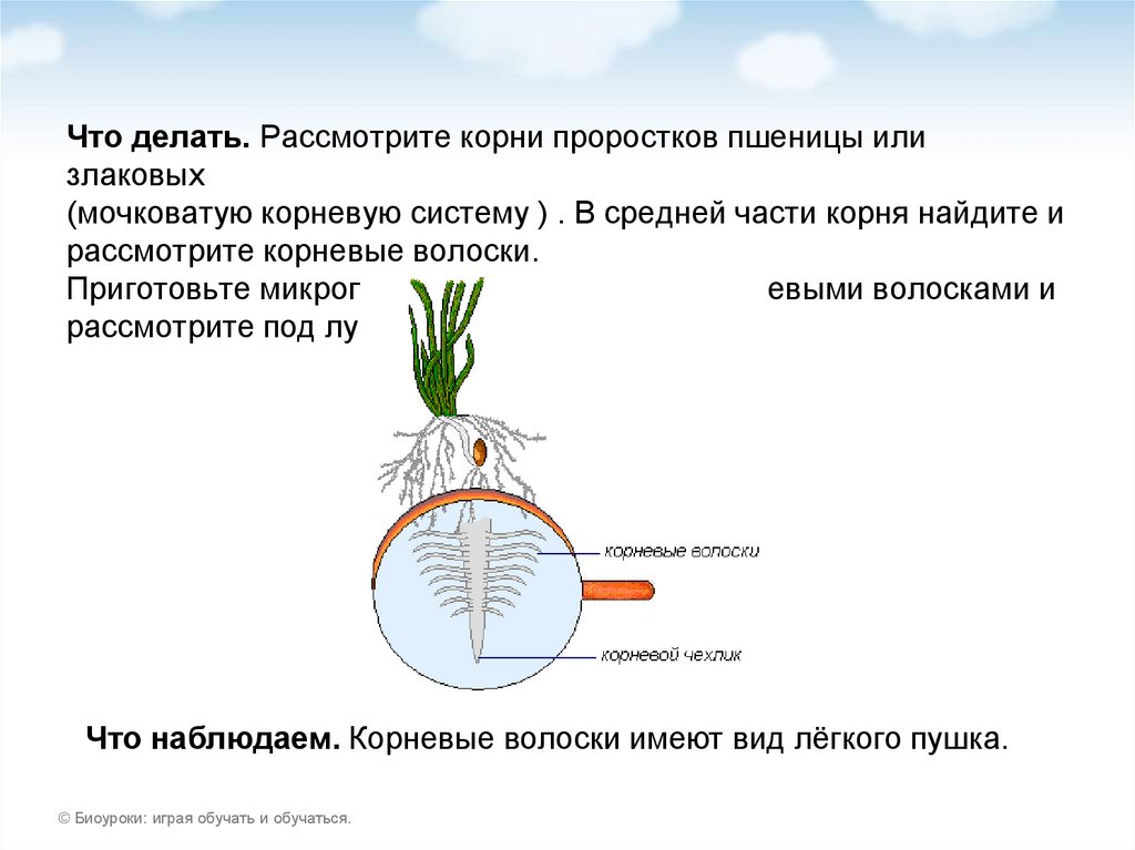 Какое строение имеет капуста