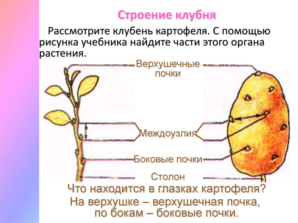 Выполнив лабораторную работу строение клубня на рисунке соедините стрелками соответствующие части