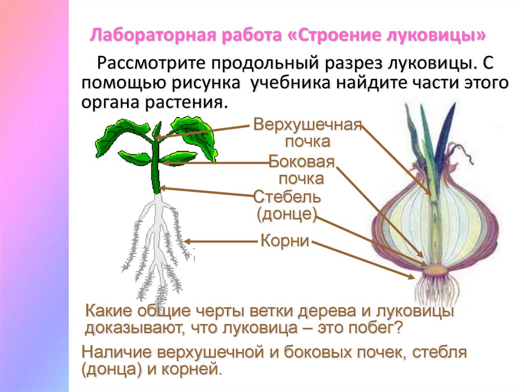 Рассмотрите изображение луковицы лука