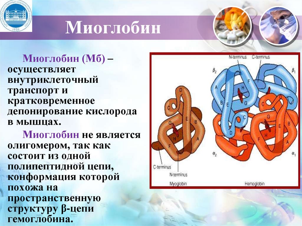 Какова функция миоглобина. Миоглобин четвертичная структура. Хромопротеины представители. Кооперативные изменения конформации протеинкиназа. Миоглобин мм форма.