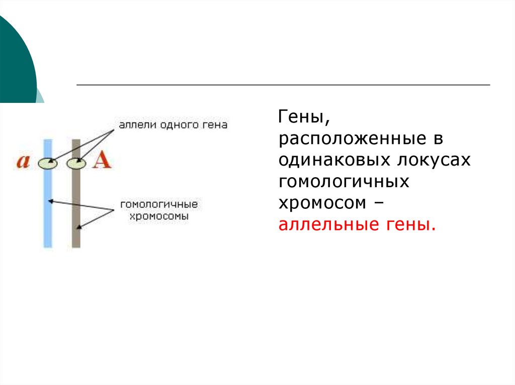 Ген расположен. Аллельные гены расположены в. Аллельные гены презентация. Гены находящиеся в одинаковых локусах. Расположенные в одинаковых локусах гомологичных хромосом.