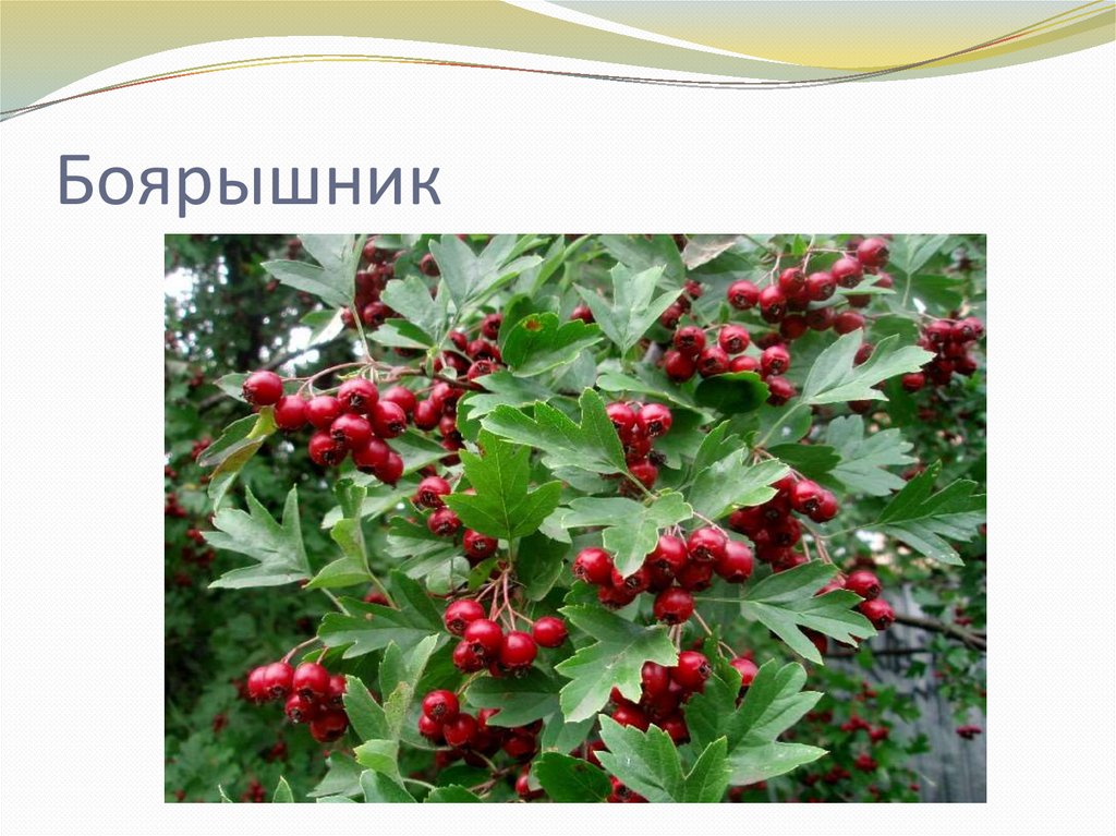 Дикорастущие и культурные кустарники. 5 класс - презентация онлайн