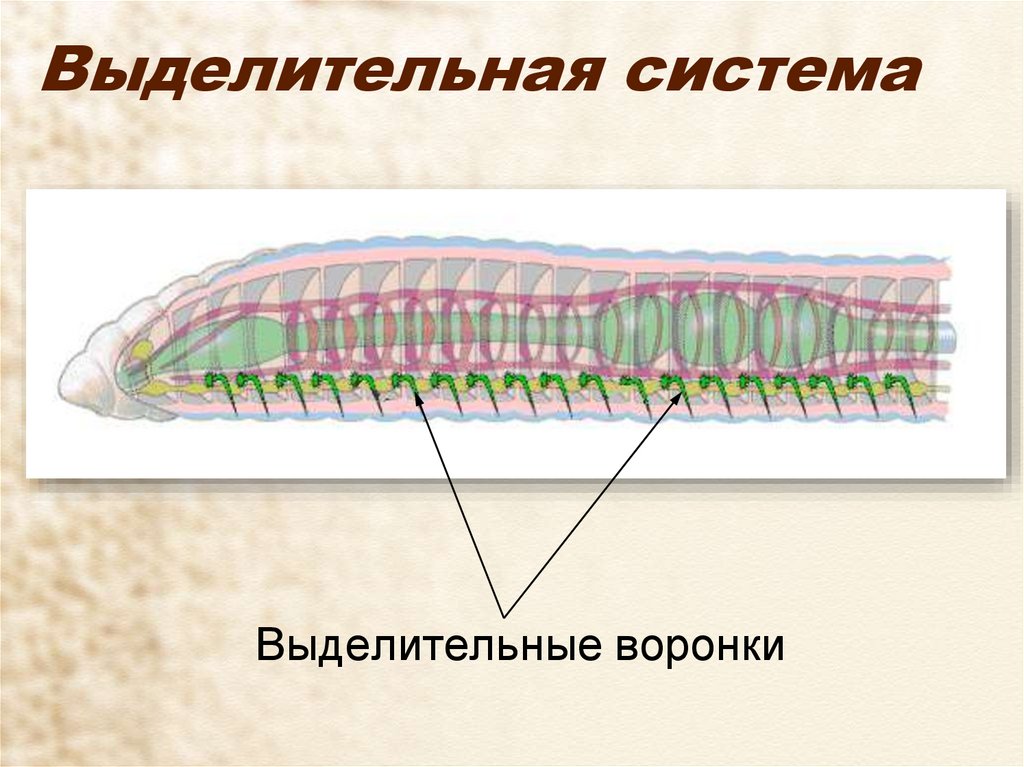 Кольчатые черви презентация