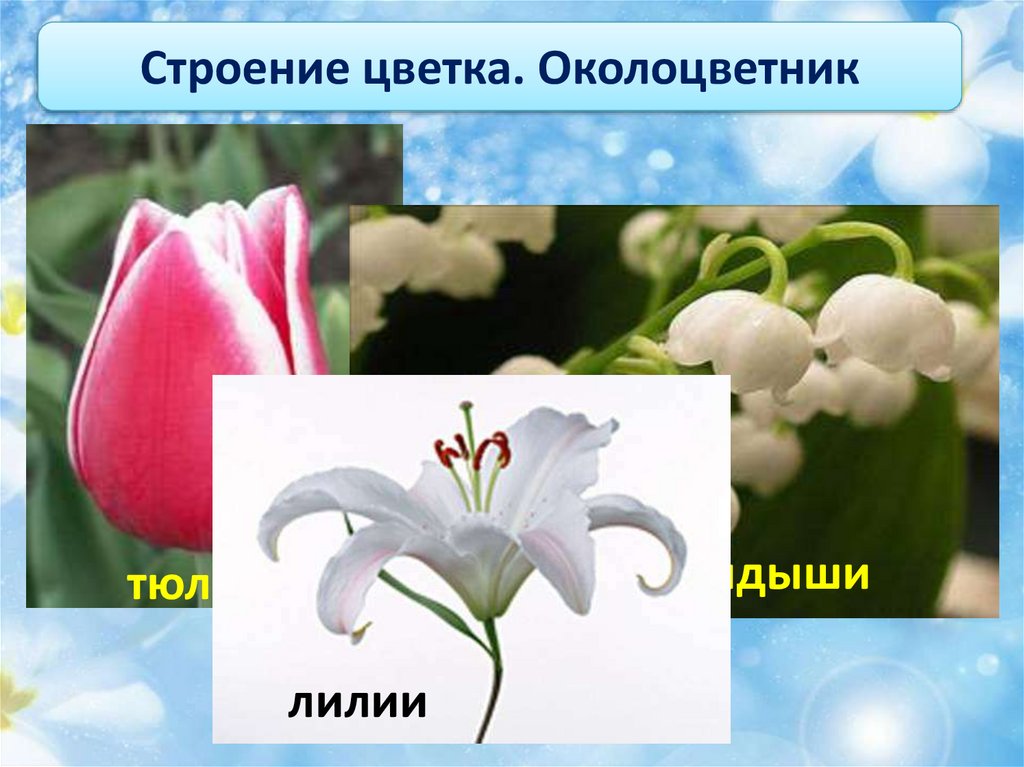 Для всех представителей класса характерно наличие околоцветника. Типы цветков по строению околоцветника. Цветок с двойным околоцветником. Строение околоцветника. Типы околоцветника цветка.