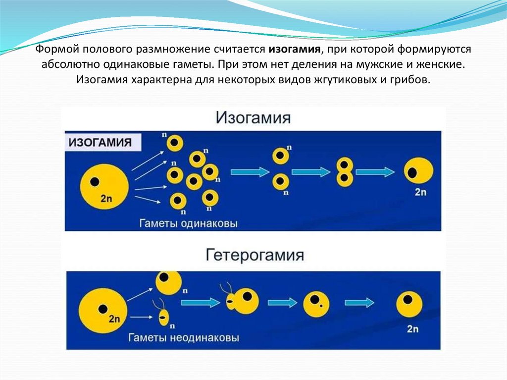 Изогамия это