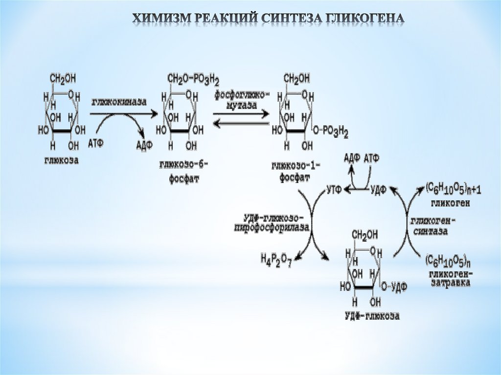 ХИМИЗМ РЕАКЦИЙ СИНТЕЗА ГЛИКОГЕНА