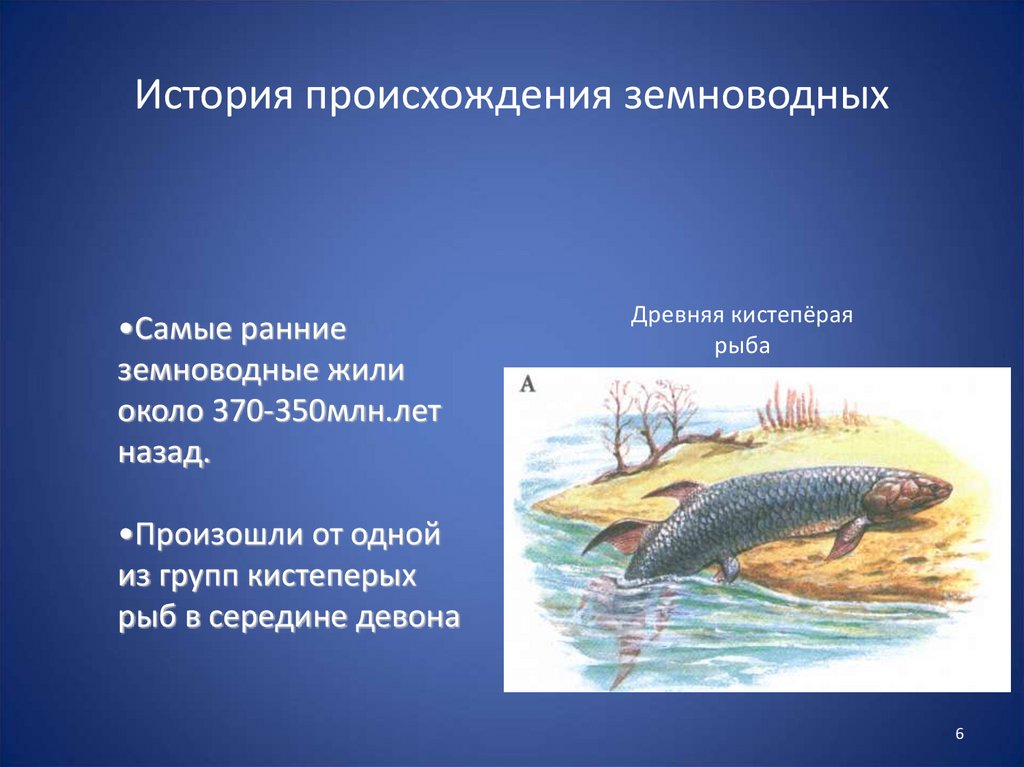 Аргументируйте вывод о происхождении земноводных. Происхождение земноводных. Происхождение зе новодных. Земноводные произошли от рыб. Происхождение земноводных от кистеперых рыб.