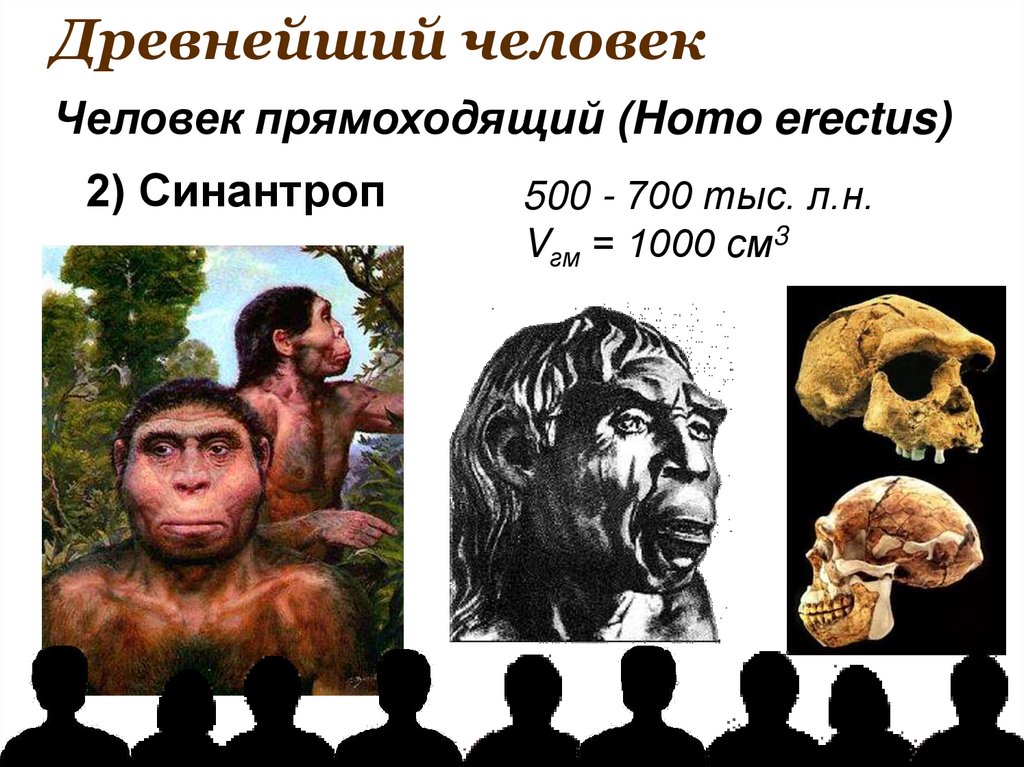 Примеры древнейших людей. Эволюция человека синантроп. Синантроп сообщение по биологии. Человек прямоходящий Эволюция.