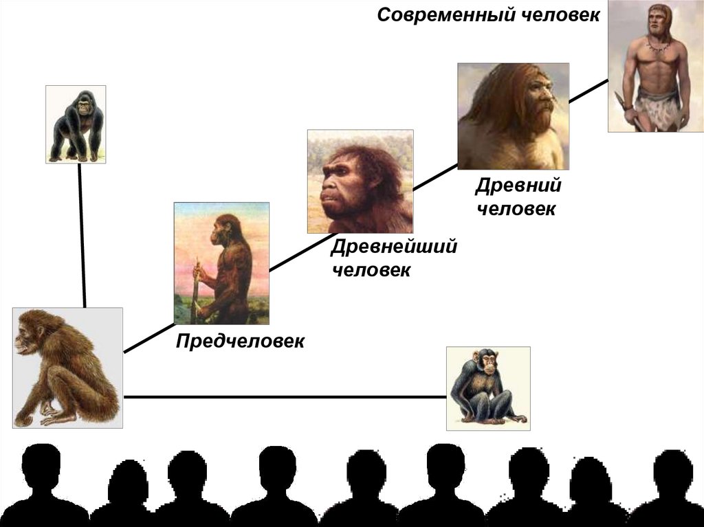 Презентация этапы эволюции человека 9 класс пономарева. Эволюция человека человеческие расы. Эволюция человека лицо. Древние расы людей. Современные расы человека.