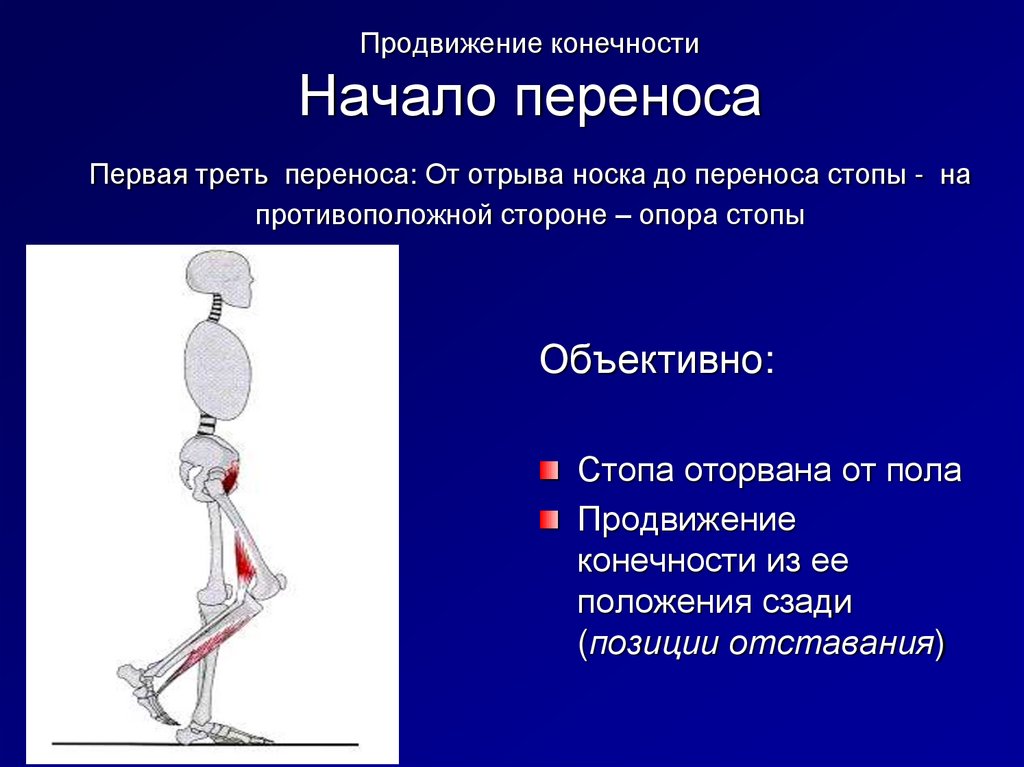 Конечности расположены