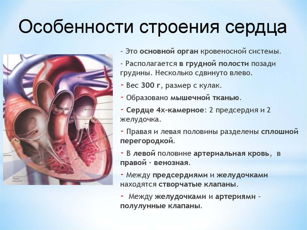 Сердце образовано клетками. Особенности строения и работы сердца. Анатомические особенности сердца. Строение сердца и его особенности. Характеристика сердца человека.