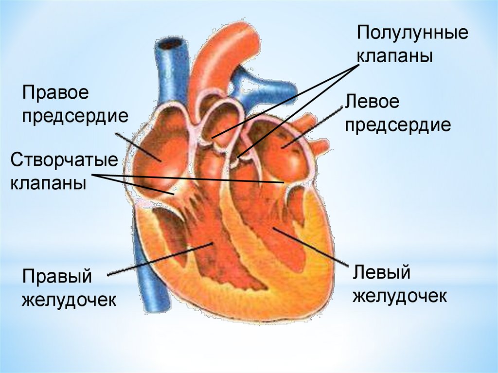 Предсердие желудка. Строение сердца предсердия и желудочки клапаны. Строение желудочков сердца анатомия. Строение сердца желудочки предсердия. Полулунный клапан анатомия сердца-.