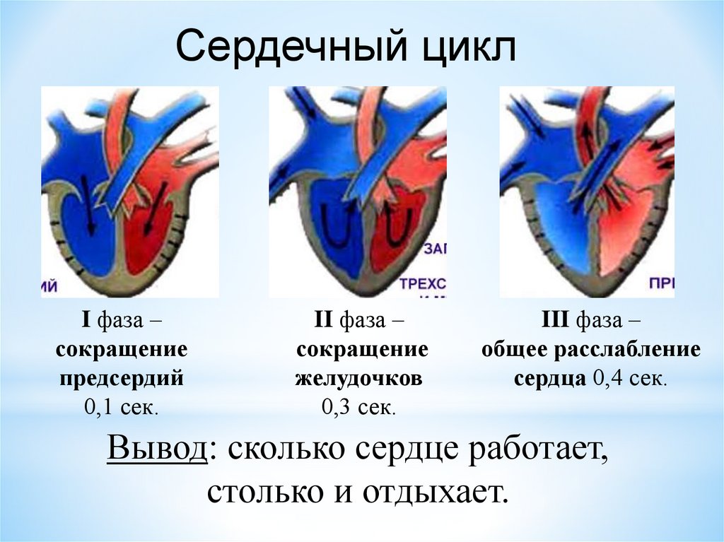 Насколько сердце. Строение сердца сердечный цикл. Фазы сокращения сердца. Предсердия и желудочки сердца. Мышцы предсердий и желудочков.