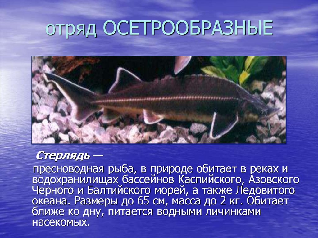 Осетрообразные группа рыб